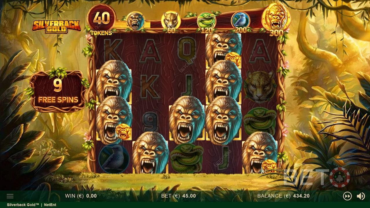 Mighty silverbacks roam across Silverback Gold