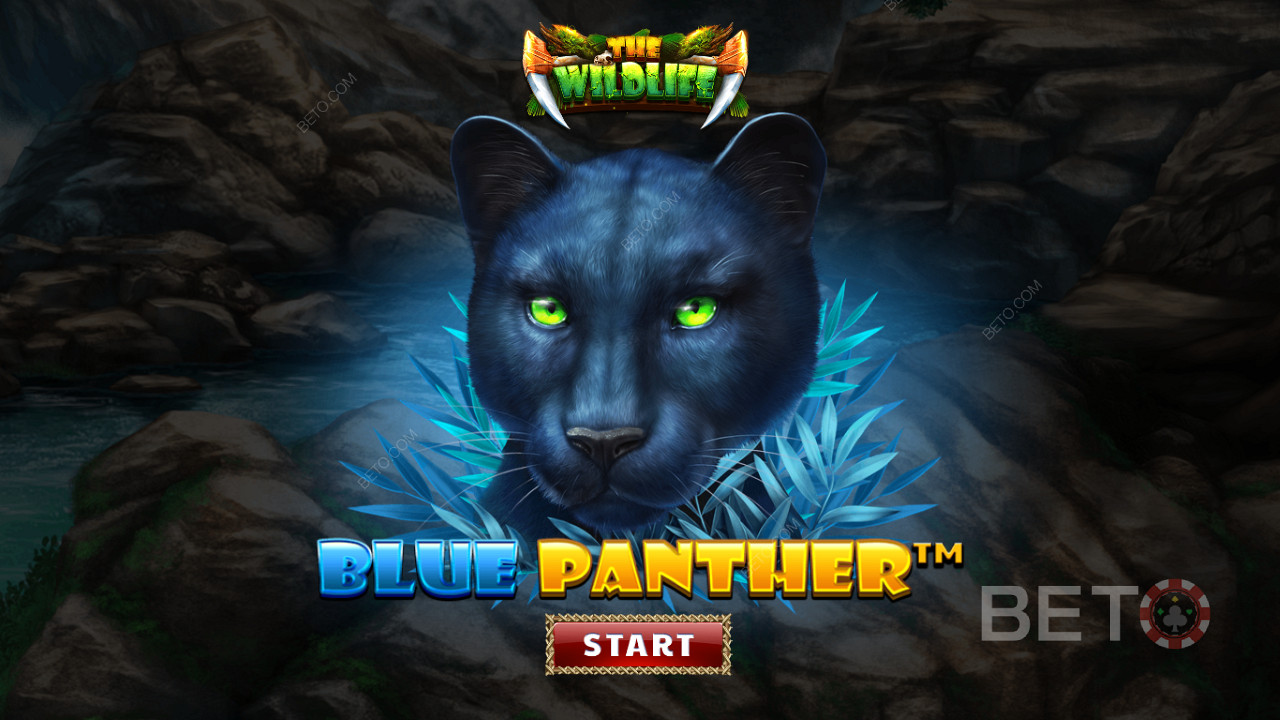 Explore the bush with nocturnal creatures in Blue Panther pokie
